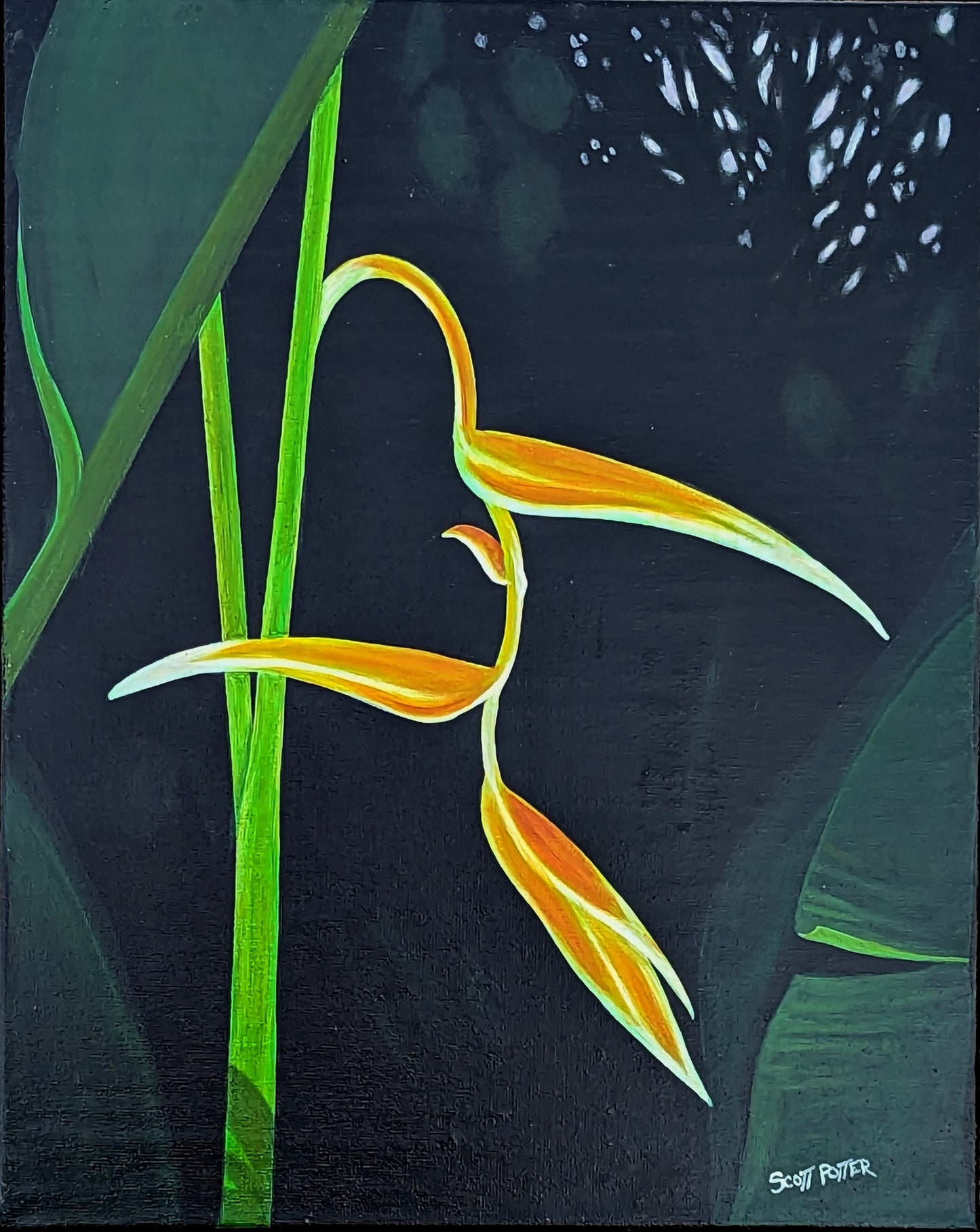 Hanging Heliconia