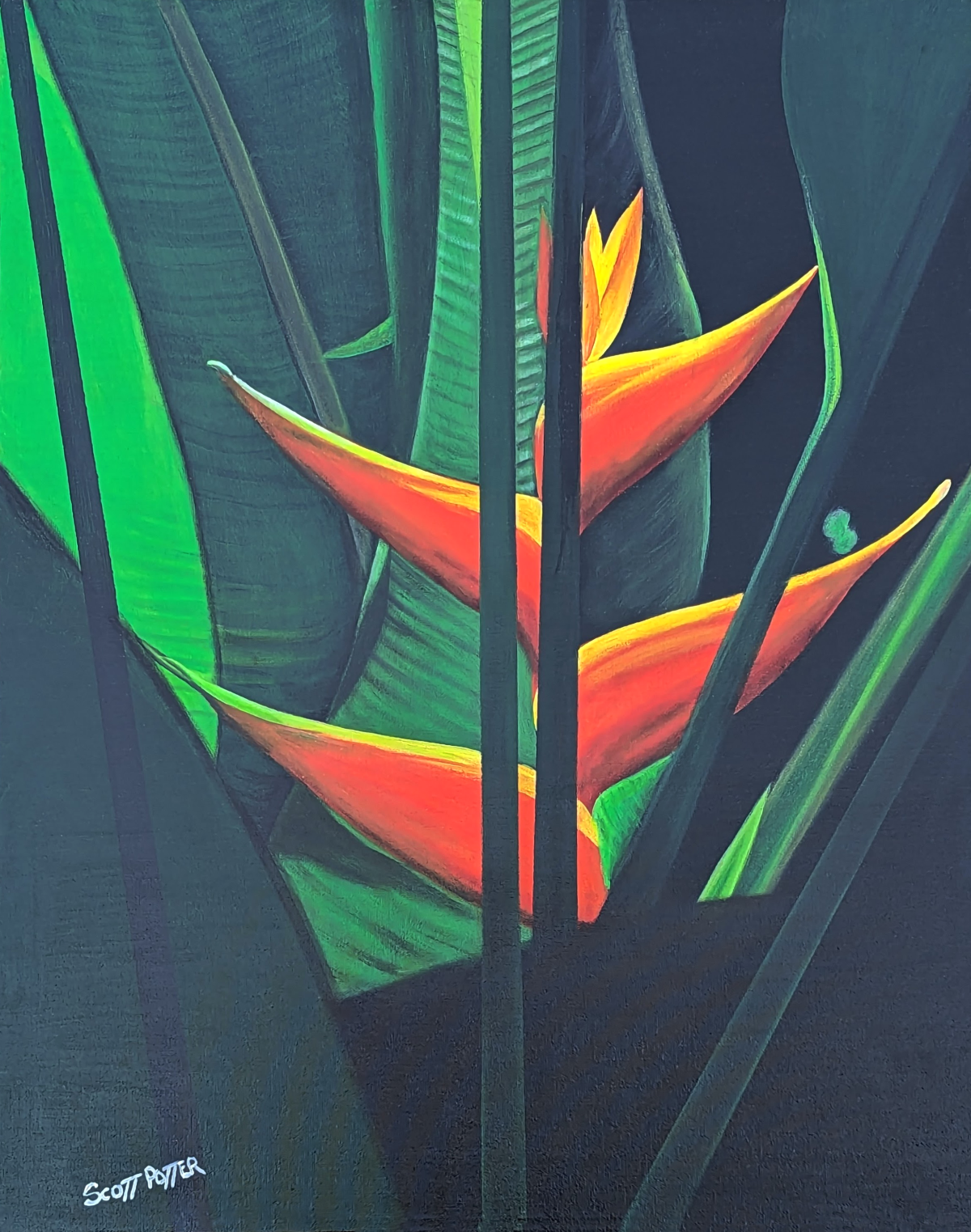 Heliconia